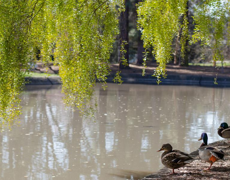 This is a picture of the pond at SSU 