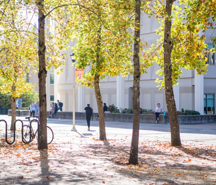 Trees in Salazar Plaza