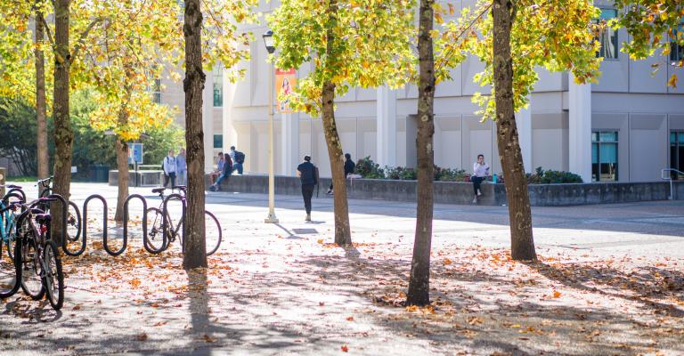 Trees in Salazar Plaza